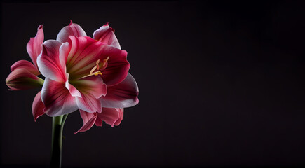 dark pink Amaryllis flower in black background generative ai