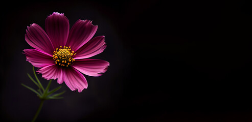 Dark pink cosmos flower in black background 