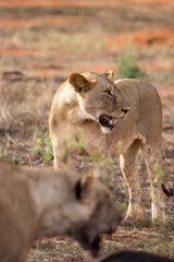 Fototapeta na wymiar Female lion pride mauling a water buffalo in the wild. After hunting and feeding on safari. Lions in a frenzy. Kenya africa, national park