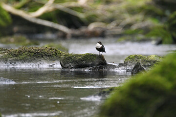 Dipper bird perched on a rock at Goit Stock waterfall