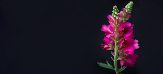 Dark pink snapdragon flower in black background generative ai