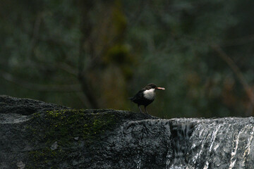 Dipper bird with a leaf in it's mouth, perched on Goit Stock waterfall