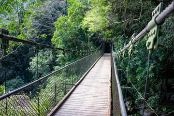A long green suspension bridge spans a forested canyon. It's a sunny day on the Walami Trail in...
