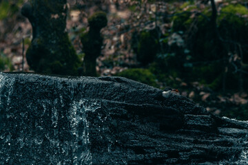 Dipper bird with a leaf in it's mouth, perched on Goit Stock waterfall