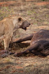 a female lion mauling a water buffalo in the wild. After hunting and eating on safari. Lions in a...