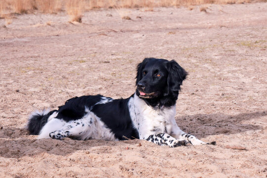 Stabij in de duinen