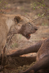 a female lion mauling a water buffalo in the wild. After hunting and eating on safari. Lions in a...