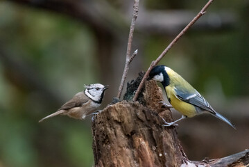 Crested Tit on a trunk