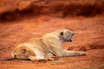Female lions after chasing and eating a buffalo lie in the famous red soil in Tsavo East National Park in Kenya Africa - obrazy, fototapety, plakaty