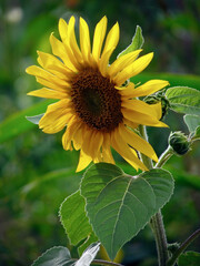 Obraz premium Blooming sunflower in a field