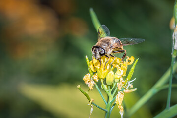 Honey Bee (Apis) feeding on yellow Wild flowers during spring, Cape Town, South Africa
