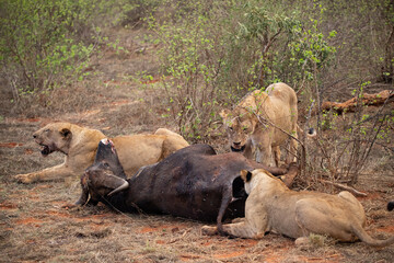 Obraz na płótnie Canvas Female lion pride mauling a water buffalo in the wild. After hunting and feeding on safari. Lions in a frenzy. Kenya africa, national park