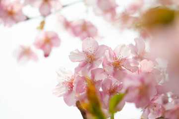 満開の桜の花　白背景　河津桜　日本の春