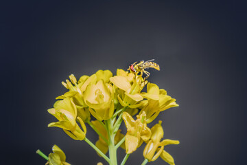 Yellow and black Hoverfly (Asarkina Africana) feeding on yellow Wild flowers during spring, Cape Town, South Africa