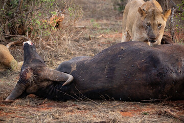 a female lion mauling a water buffalo in the wild. After hunting and eating on safari. Lions in a...