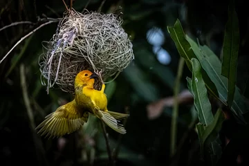 Fototapeten The weaver birds (Ploceidae) from Africa, also known as Widah finches building a nest. A braided masterpiece of a bird. Spread Wings Frozen © Jan
