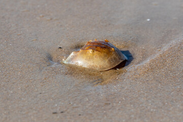 A horseshoe crab along the beach during sunset. The soft sun glow is giving a warm light on its shell. 