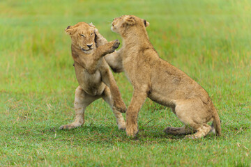Obraz na płótnie Canvas African lion (Panthera leo) fighting and playing. Young lions playing in the morning in the Okavango Delta in Botswana. 