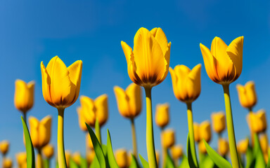 Obraz premium tulips on a background with place fort text created using AI generative tools