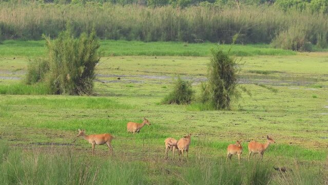 wide shot of wild Barasingha or Rucervus duvaucelii or Swamp deer twelve horned family in group a elusive and vulnerable animal in natural scenic green grassland landscape forest of central india asia