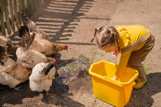 A child in rustic clothes feeds chickens on a farm with grain from a bucket. The girl helps to raise domestic birds.