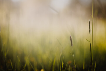 Flowering grass in a meadow. Summery soft blurred background. Warmth and atmospheric mood.