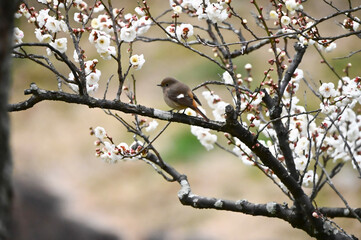 梅と小鳥