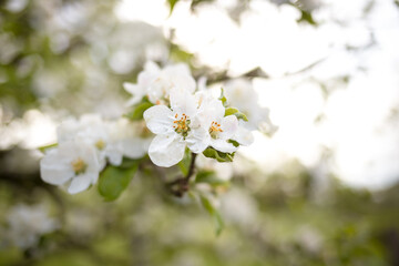 The branches of a blossoming plum tree on a spring day. White blossom in spring with bokeh background and closeup.