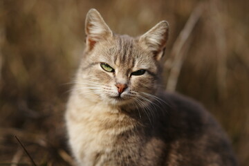 Naklejka na ściany i meble Grey cat sits in sunny garden, closeup portrait