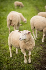 Sheep are standing in a green meadow. Focus on front sheep. It looks to the left