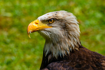 The bald eagle (Haliaeetus leucocephalus)