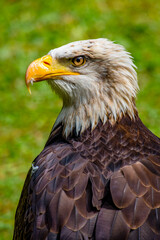 The bald eagle (Haliaeetus leucocephalus)