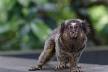 Brazilian monkey close up