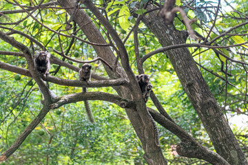 Brazilian monkey family in trees