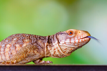 The Tiliqua scincoides scincoides, or eastern blue-tongued lizard