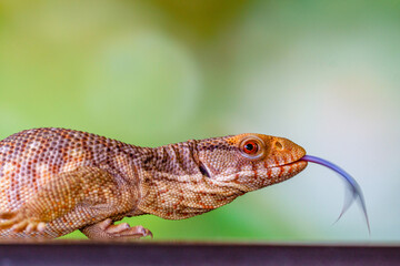 The Tiliqua scincoides scincoides, or eastern blue-tongued lizard