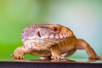 The Tiliqua scincoides scincoides, or eastern blue-tongued lizard