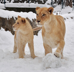 White lion (Panthera leo krugeri) playing in the snow 
