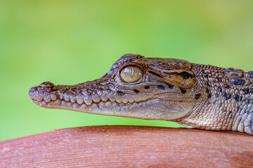 The baby saltwater crocodile (Crocodylus porosus) is a crocodilian native to saltwater habitats