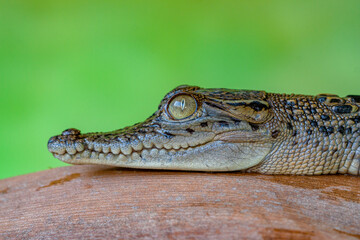 The baby saltwater crocodile (Crocodylus porosus) is a crocodilian native to saltwater habitats