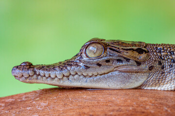 The baby saltwater crocodile (Crocodylus porosus) is a crocodilian native to saltwater habitats