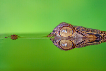 The baby saltwater crocodile (Crocodylus porosus) is a crocodilian native to saltwater habitats