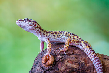 The leopard gecko or common leopard gecko (Eublepharis macularius)
