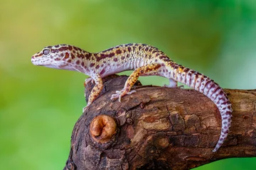 Zelfklevend Fotobehang The leopard gecko or common leopard gecko (Eublepharis macularius) © lessysebastian
