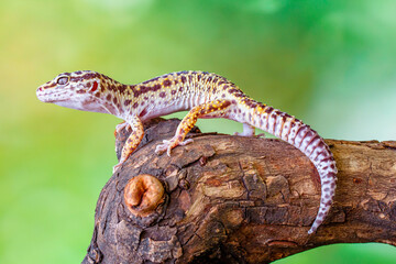 The leopard gecko or common leopard gecko (Eublepharis macularius)