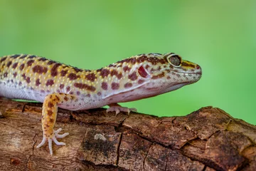 Stickers pour porte Léopard The leopard gecko or common leopard gecko (Eublepharis macularius)
