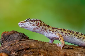  The leopard gecko or common leopard gecko (Eublepharis macularius) © lessysebastian