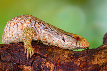 The Tiliqua scincoides scincoides, or eastern blue-tongued lizard