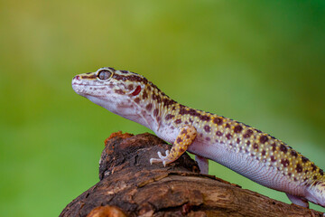 The leopard gecko or common leopard gecko (Eublepharis macularius)