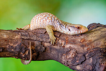 The Tiliqua scincoides scincoides, or eastern blue-tongued lizard